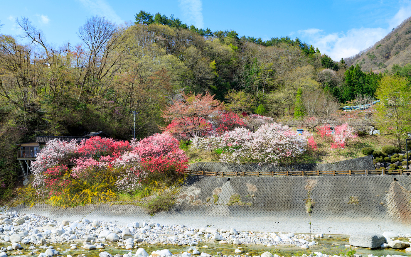 ハナモモ満開の昼神温泉