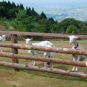 大鰐温泉郷 青森ワイナリーホテル（青森県 リゾートホテル） / 5
