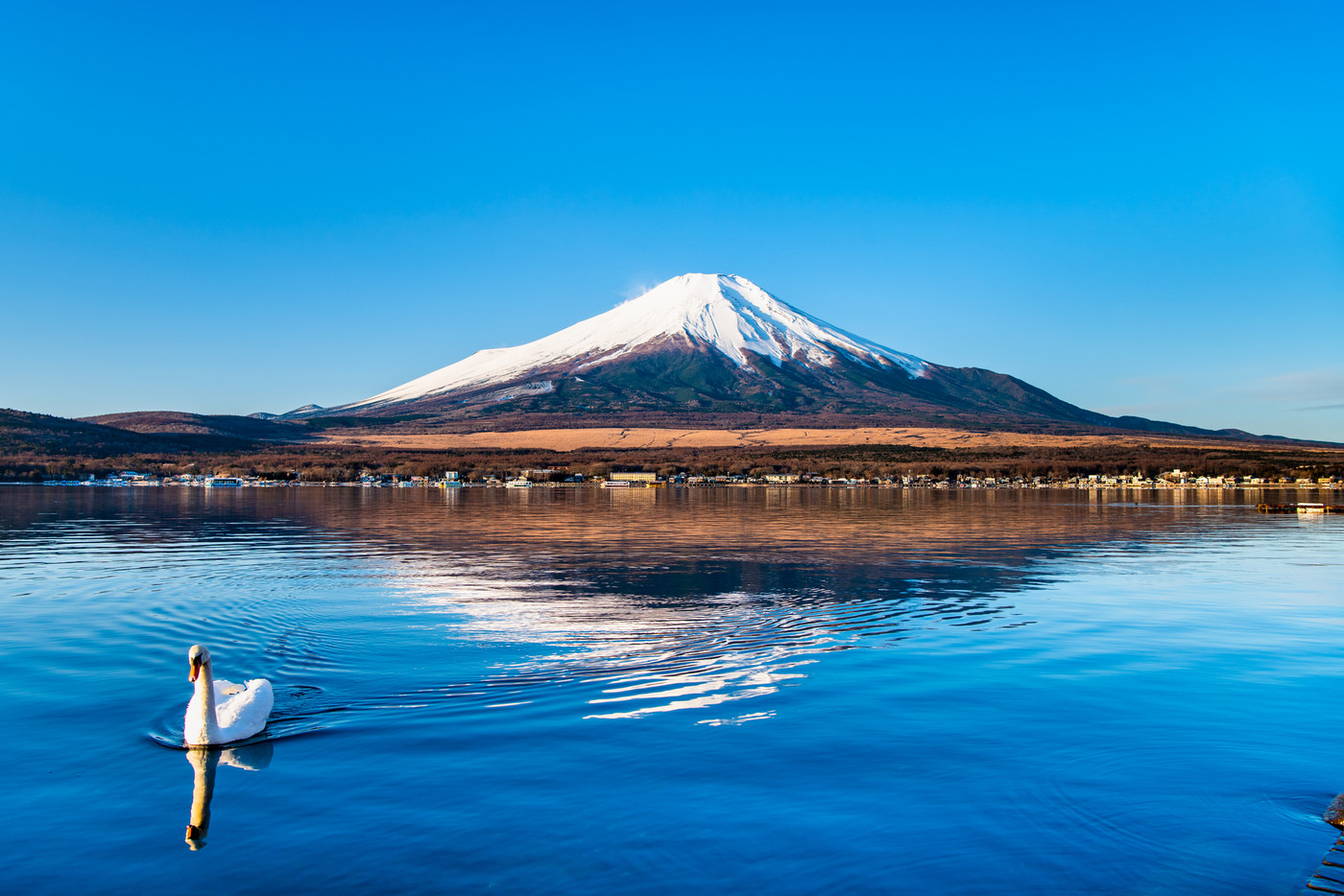 山梨県 冬の富士山　山中湖の逆さ富士と白鳥