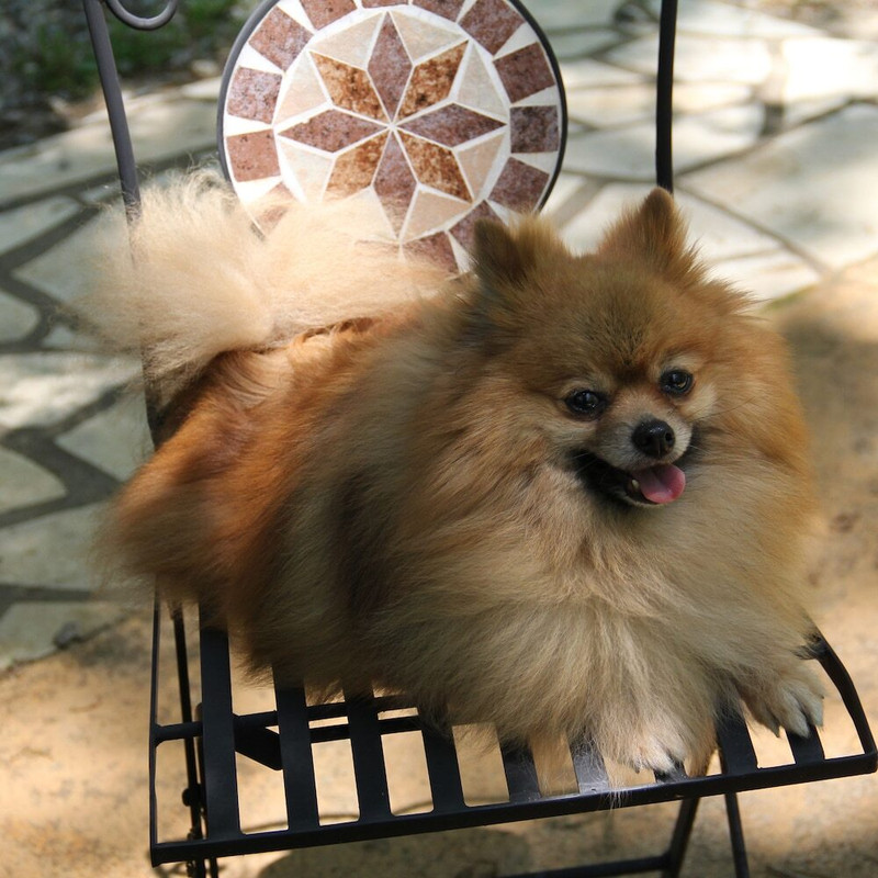 テラス / パティオ