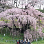 心奪われるほど美しい！一生に一度は見たい「日本三大桜」