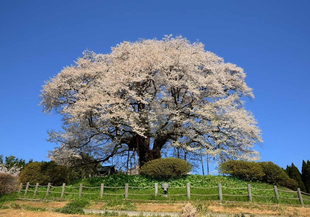 醍醐桜の2018年開花予想日は3月19日1567672