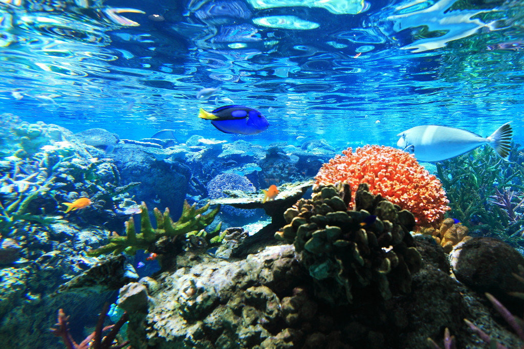 約500種類もの海洋生物を見ることができる名古屋港水族館23150