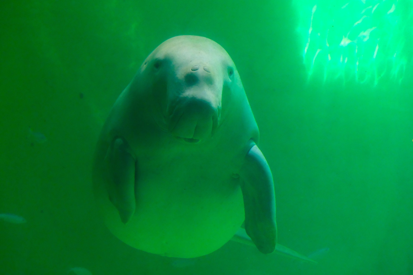 日本で唯一ジュゴンに会える！大人が楽しめる水族館「鳥羽水族館」3379602