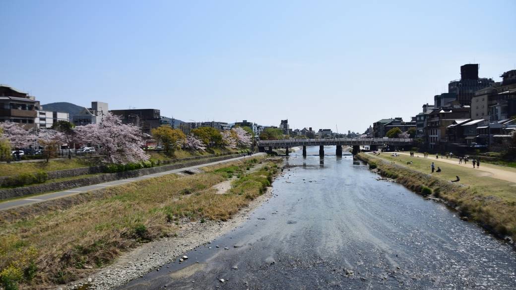 桜と鴨川 / 2
