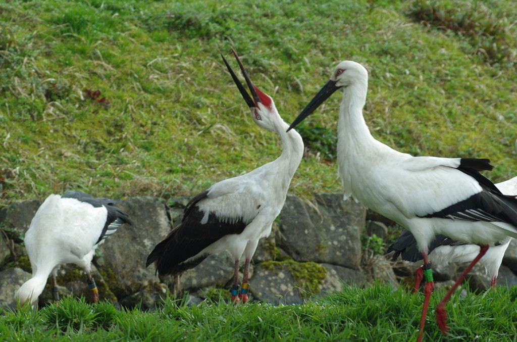 7.兵庫県立コウノトリの郷公園780019