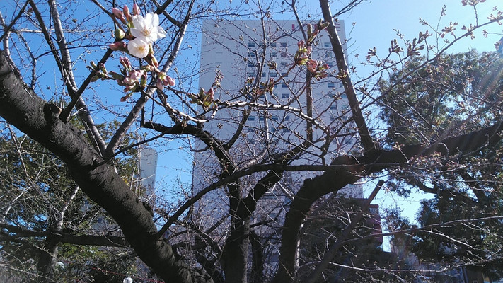 ソメイヨシノ