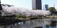 添乗員がこっそり教えます。東京の穴場の花見スポット7選