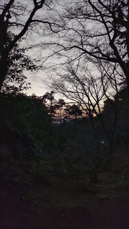 朝のお庭