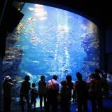 京都水族館（キョウトスイゾクカン）