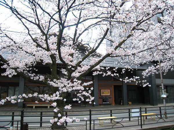 ホテル正面の桜並木