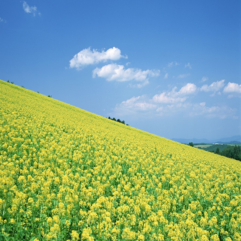 菜の花畑