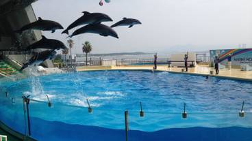 マリンワールド海の中道のイルカショー / 3