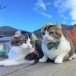 ニャンともたまらニャイ♡会いに行ける癒しの「猫駅長」特集／全国