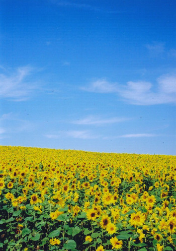 お花畑をペットと一緒に愛でる1941987