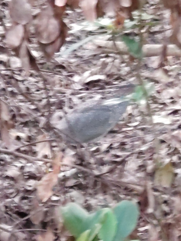 ホテル内の敷地にはズグロミソゴイの幼鳥がお散歩