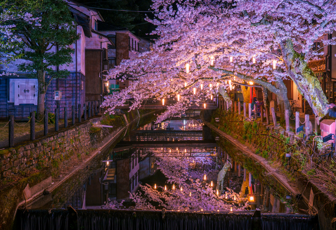 木屋町通り周辺（春）