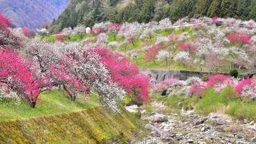 国道256号線 はなもも街道 / 5