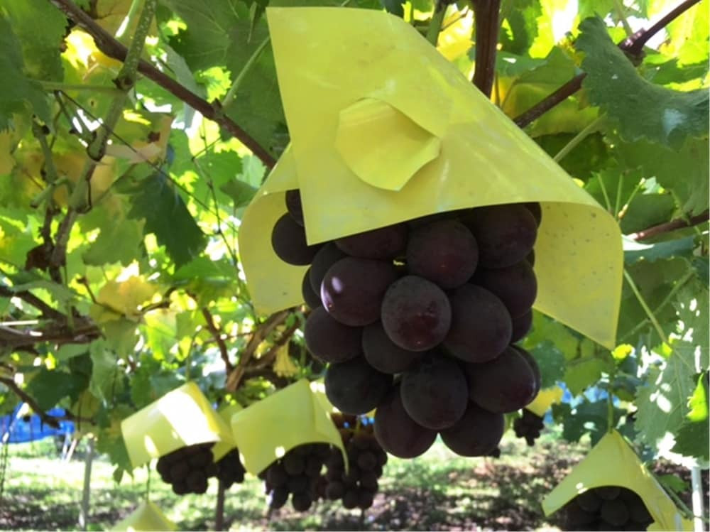 マウンテン ビュー