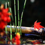京都・人気紅葉スポット！静観な美しさを洛北の隠れ家「岩倉実相院」で体験