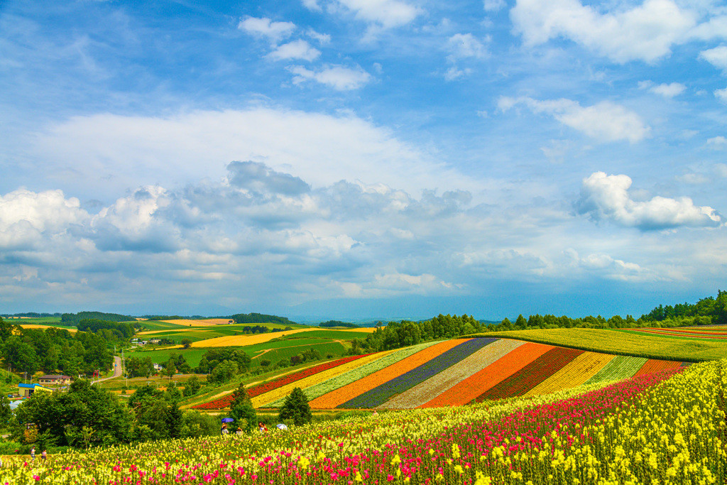 【美瑛エリア】3461004