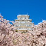 ライトアップも魅力的！世界文化遺産・姫路城の桜に酔いしれよう