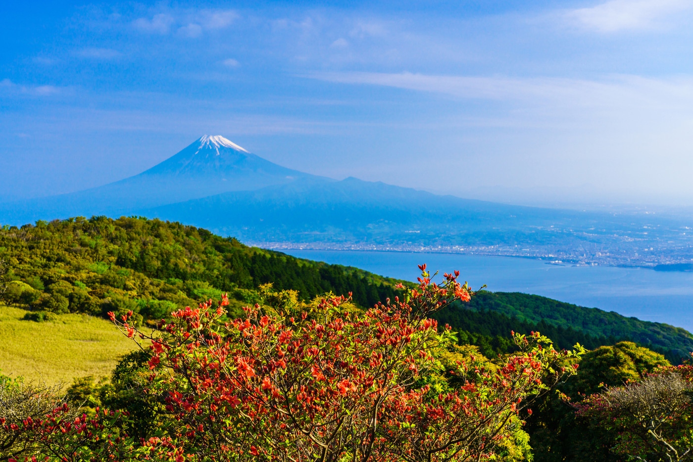 【静岡県】山ツツジ咲く伊豆達磨山高原　海越しの富士山
