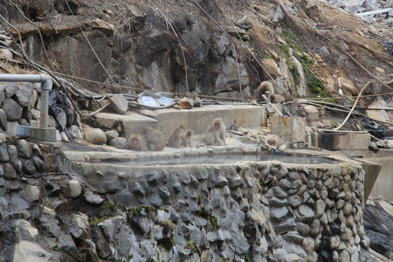 かわいい猿と入れる温泉が魅力4083860