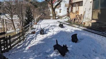 ペット用設備・サービス / 3