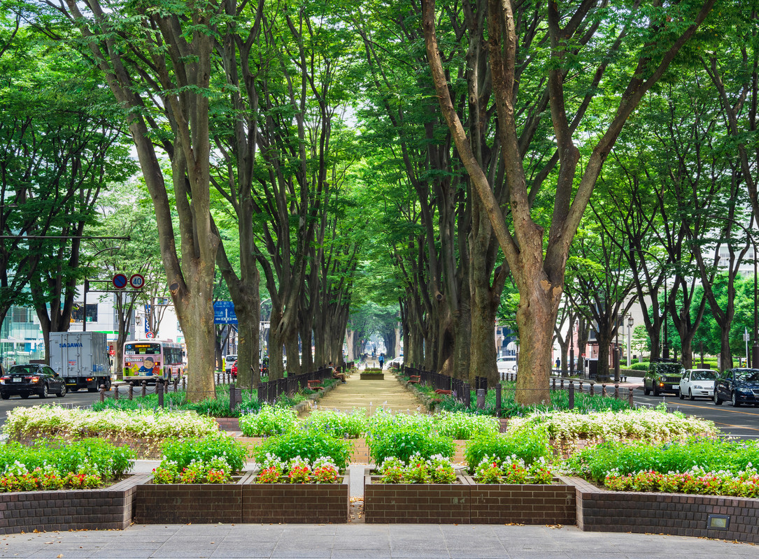 定禅寺通のケヤキ並木