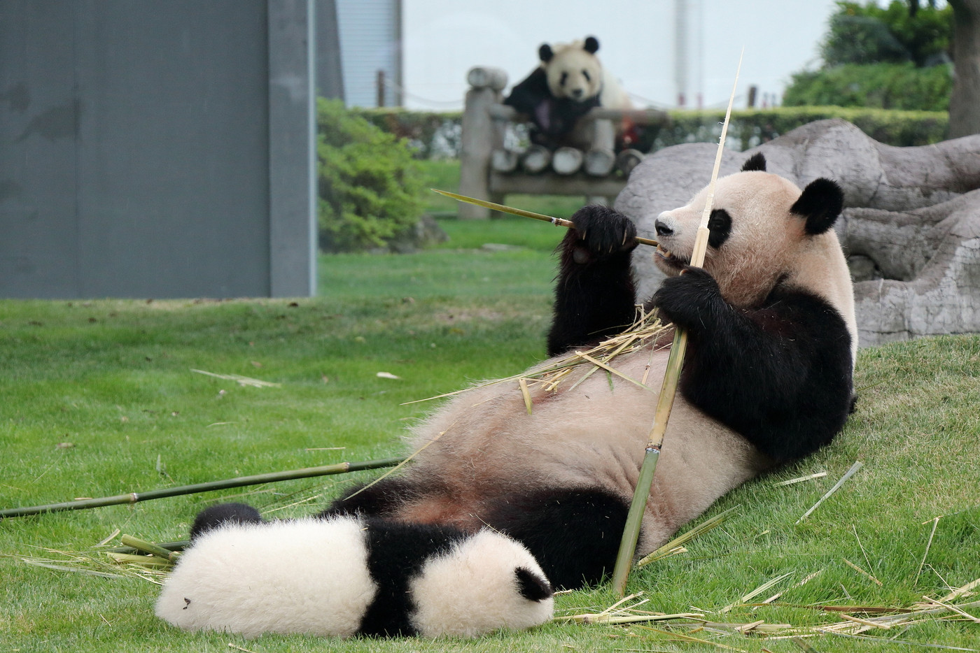 アドベンチャーワールドのパンダ