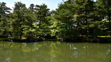 清水園の池 / 5