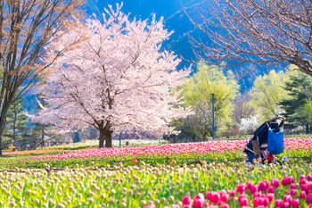 Spring at Alps Azumino National Government Park