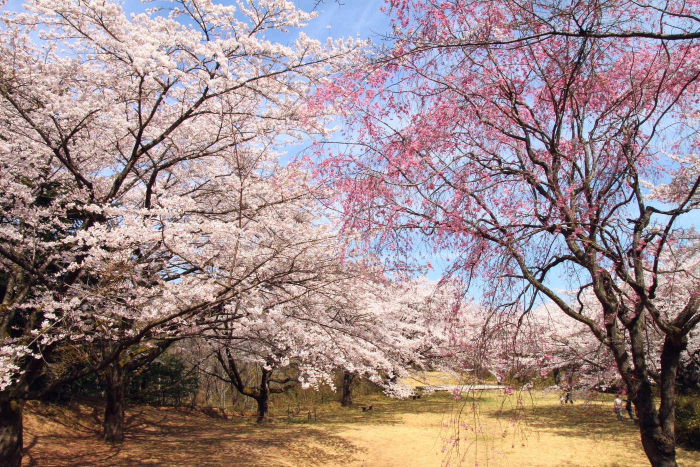 長命館公園(長命館跡)の桜 宮城県仙台市泉区加茂
