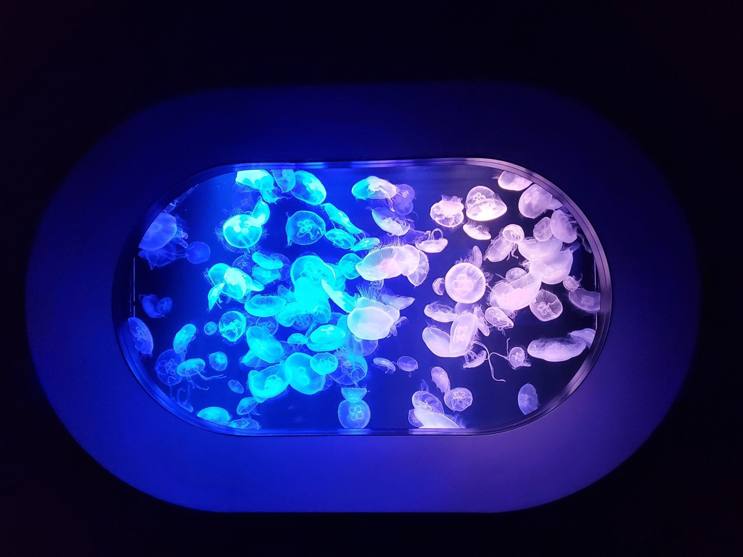 マリンワールド海の中道のクラゲ