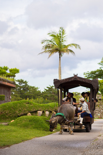 沖縄観光で水牛車を要チェック!1054393