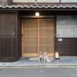 洛龍菴 西陣北はぎ あじさい