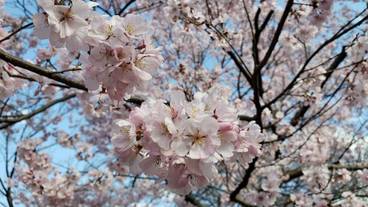 観光スポット / 8