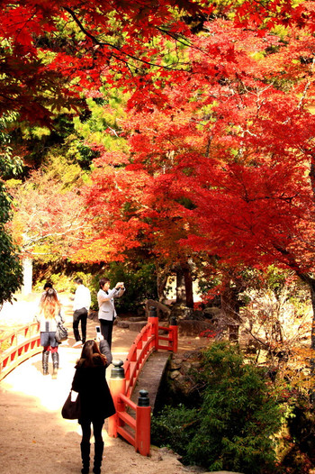 紅葉の名所で知られる宮島746289
