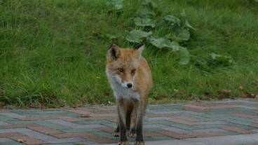 野生動物／キタキツネ / 2