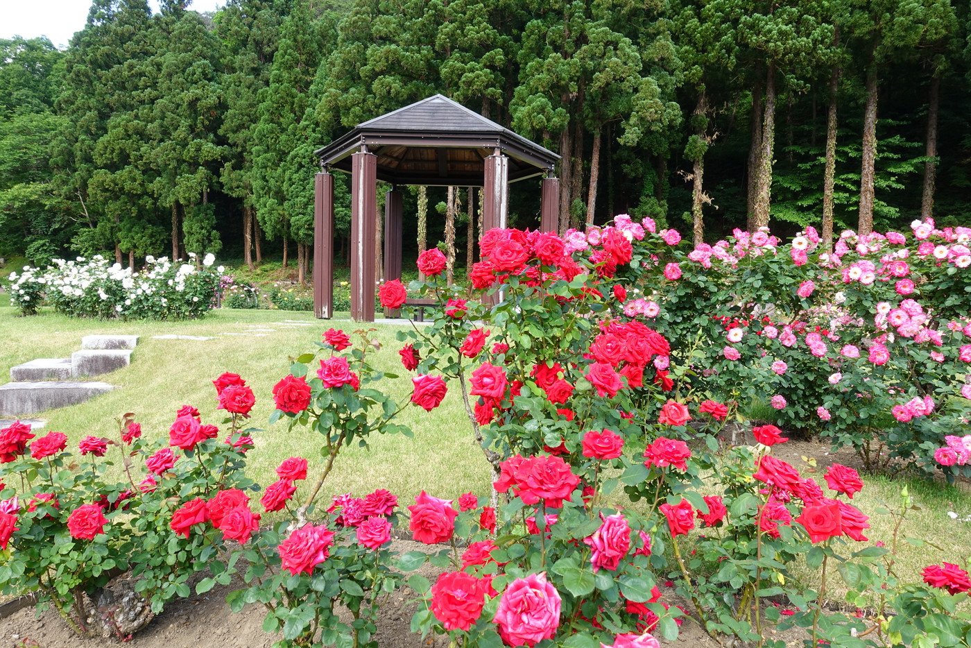 バラ 薔薇 ばら 東沢バラ公園