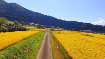 マウンテン ビュー / 22