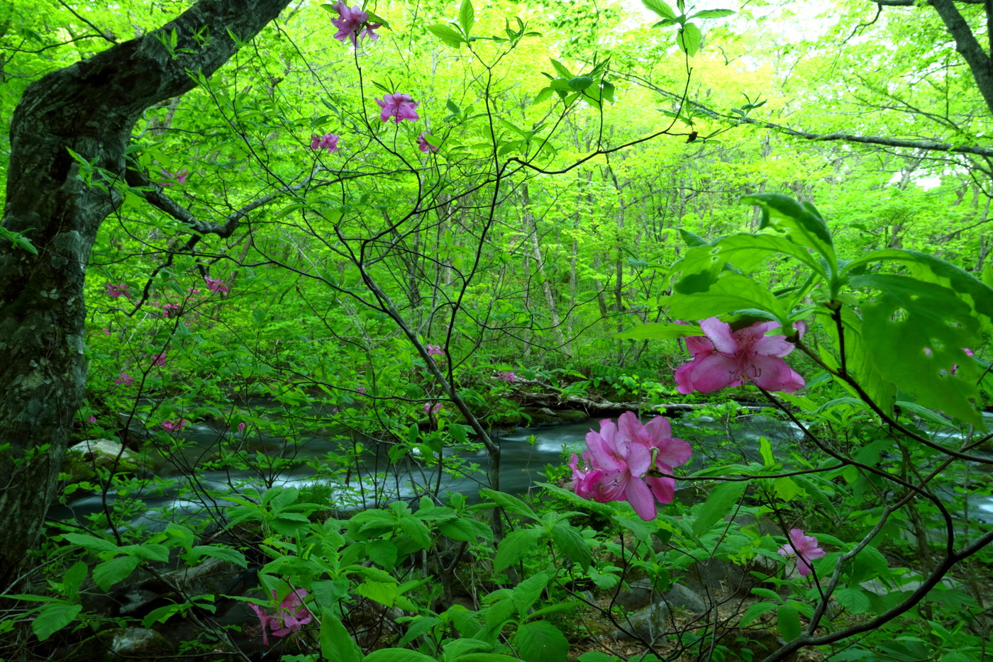 春〜夏は一面の緑の中を歩く心地よさを体感22789