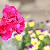 南房総癒しの宿 聖山荘（千葉県 民宿） / 3