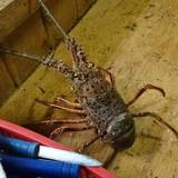 海女小屋 鳥羽 はまなみ（アマコヤトバハマナミ）