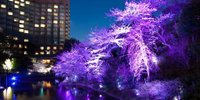 春は東京「ホテル椿山荘東京」の庭園で桜を楽しみませんか？