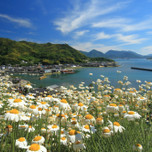青い海と白い花が美しい。広島・因島「重井西港斜面の除虫菊畑」