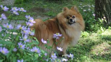 テラス / パティオ / 6