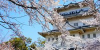 春に行きたい桜の名所！見ごたえのある「小田原城」をご紹介♪