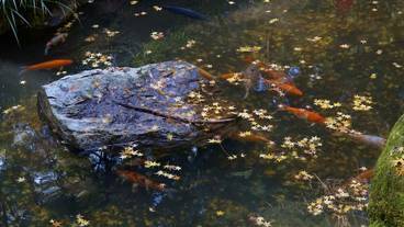 観光スポット / 29